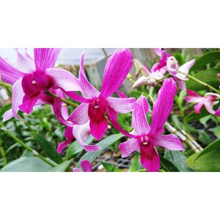 COMBO - Kích hoa lan ĐA THÂN (Dendro, Cattleya)