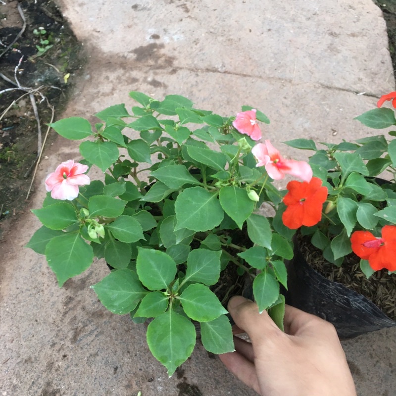 Hoa Ngọc Thảo Đơn Sẵn Nụ Và Hoa