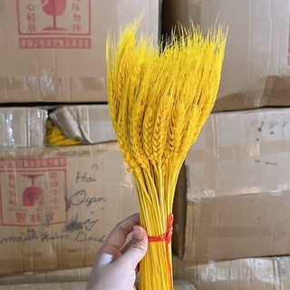 100 Bông lúa mạch khô loại1 chụp ảnh hoặc trang trí nhà cửa, Bông Lúa Mạch Khô Decor Trang Trí , Décor