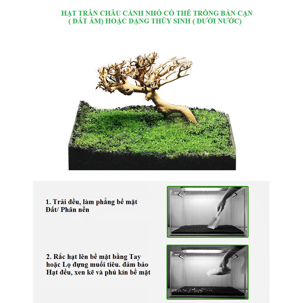 Trân châu lá nhỏ hạt giống thủy sinh