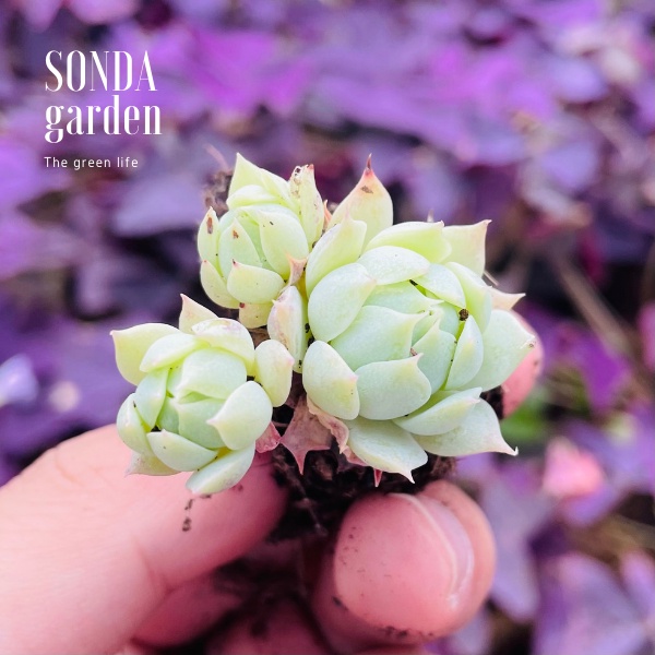 Sen đá dù kim SONDA GARDEN size mini 2.5-4cm, xuất xứ Đà Lạt, khoẻ đẹp, lỗi 1 đổi 1