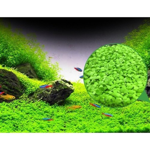 Hạt Giống Cỏ Tình Yêu
