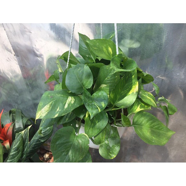 Cây trầu bà xanh ta chậu treo