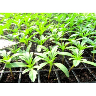Hạt giống cúc vạn thọ vàng cam 100 hạt