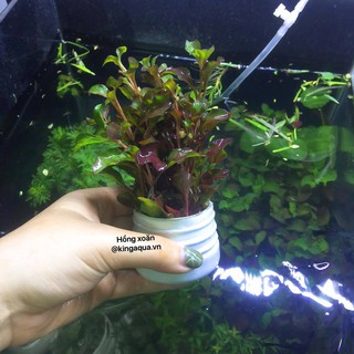 CÂY THỦY SINH HỒNG XOĂN (TRUNG CẢNH) trên 50k có quà tặng