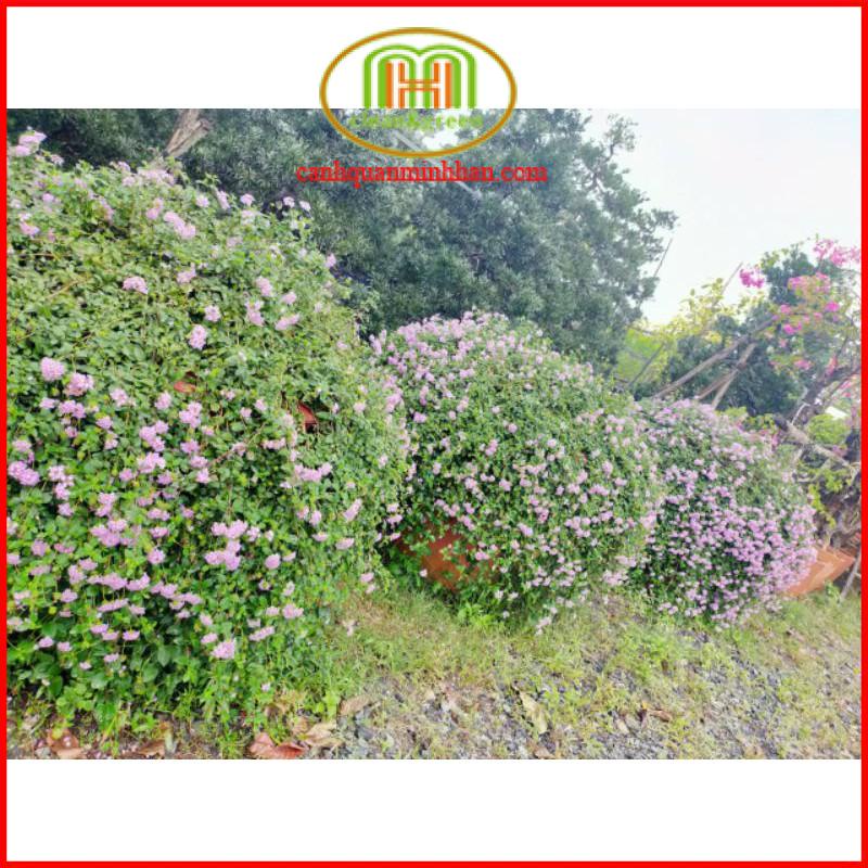 Hoa ngũ sắc tím rủ và ngũ sắc vàng treo ban công trang trí cực đẹp Minh Hân Garden