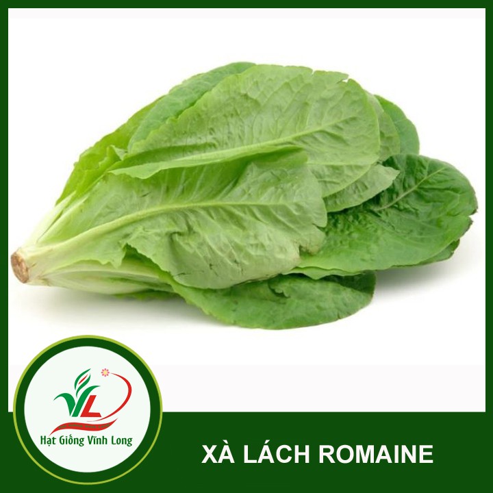 Hạt giống Xà lách Romaine - 2g