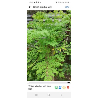 300g lá chùm ngây tươi