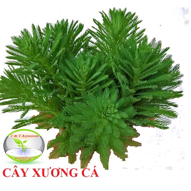 Cắt Cắm - Cây Xương Cá