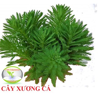 Cắt Cắm - Cây Xương Cá