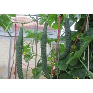 Hạt giống dưa chuột kiếm