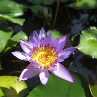 Bộ 5 gói hạt giống hoa súng Thái