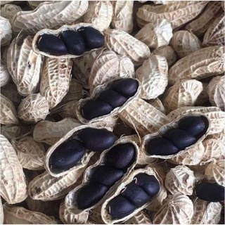 Hạt giống lạc đen - gói 15gram kns2106