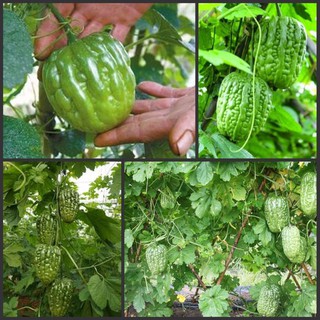 HẠT GIỐNG KHỔ QUA CÁC LOẠI - 1 GÓI