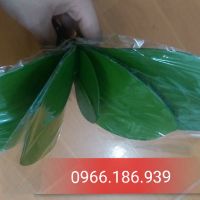 Combo lá lan hồ điệp và đá pha lê