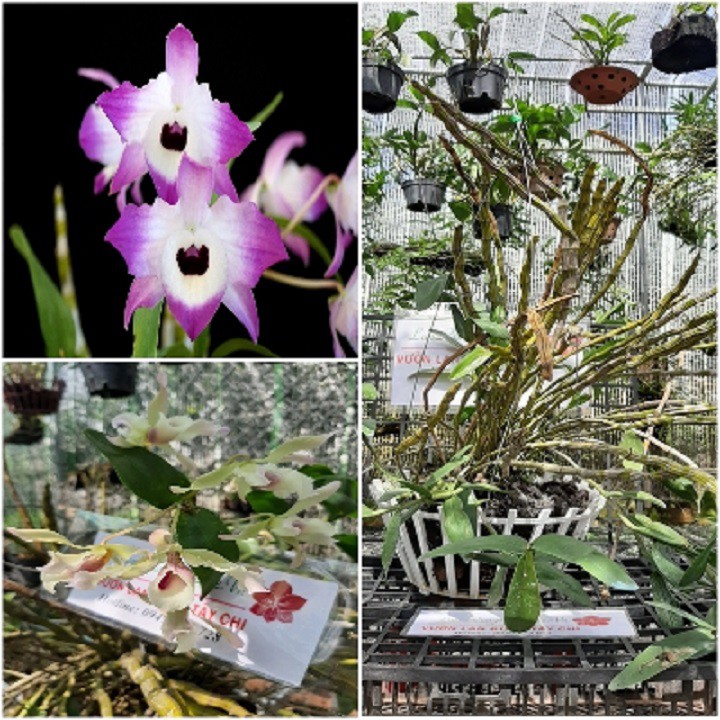 NGUYÊN CHẬU( 1 GIÒ )LAN HOÀNG THẢO ĐÙI GÀ TRỒNG THUẦN, HOA NỞ TẾT, SIÊU ĐẸP