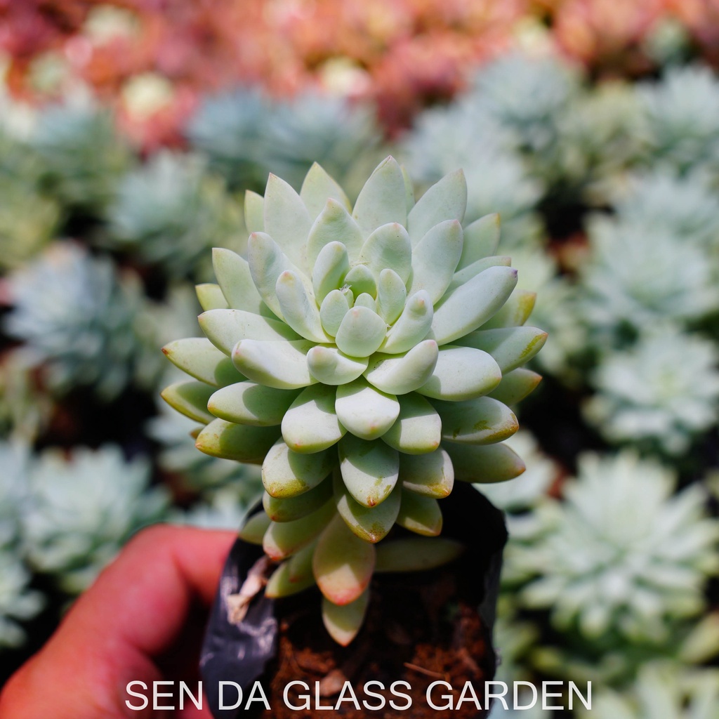 Sen đá chuỗi ngọc làm bầu nhỏ 7cm GLASS GARDEN, Dễ trồng, Khỏe đẹp, thuần khí hậu Đà Lạt,