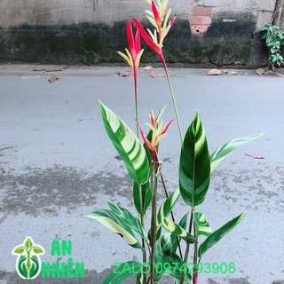 Chuối Mỏ Két Size Đại