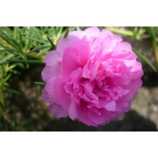 25cành hoa màu hồng sen