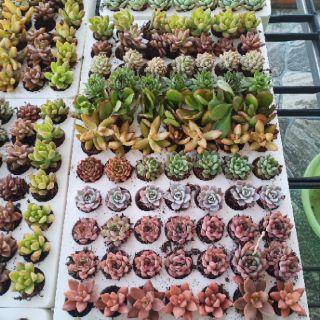 Sen đá vỉ các loại từ 6k