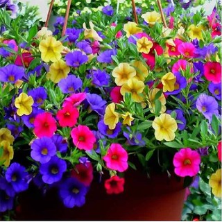 Hạt giống Hoa Triệu Chuông mix màu (Hà Lan) gói 100 hạt