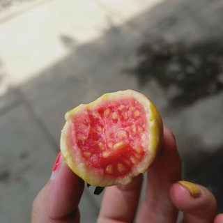 cây ổi giống nhật hay gọi là ổi lá kim