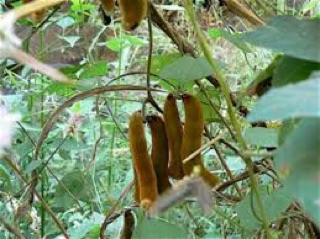 [10] Hạt Đậu Lào - Trị bệnh, tiêu viêm, tiêu độc