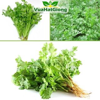 Hạt Giống Ngò Rí Hạt Nhỏ Năng Suất Cao, Dễ Trồng 20gr