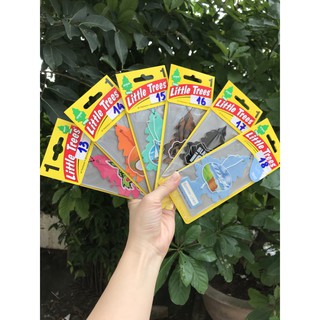 Combo 10 CÂY THÔNG THƠM LITTLE TREES - cây thông thơm Mỹ