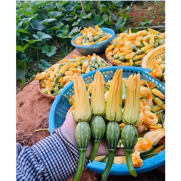 Hạt giống bí siêu nụ CT13 - Gói 10gr