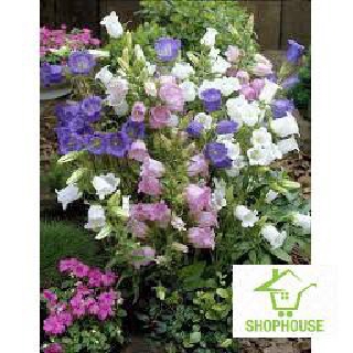 shophouse 100 hạt giống hoa chuông cây cao nhiều màu  SHOP HOUSE  TẾT KHUYẾN MẠI