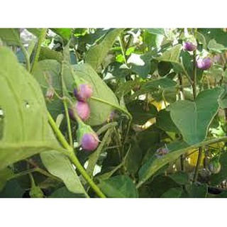 CÀ PHÁO TÍM RADO 73 (0.5g)