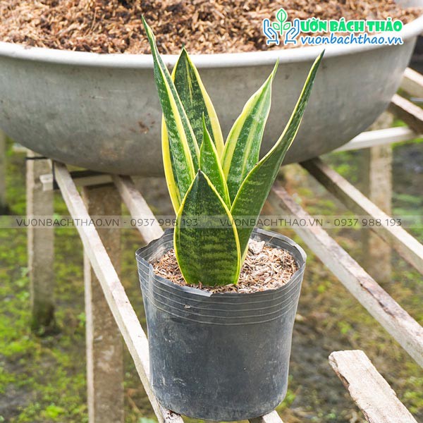 Cây lưỡi hổ thái (nhiều kích cỡ)