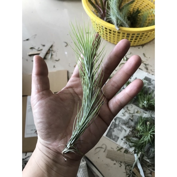 Cây không khí hồ ly  15-18cm-Tillandsia funckiana