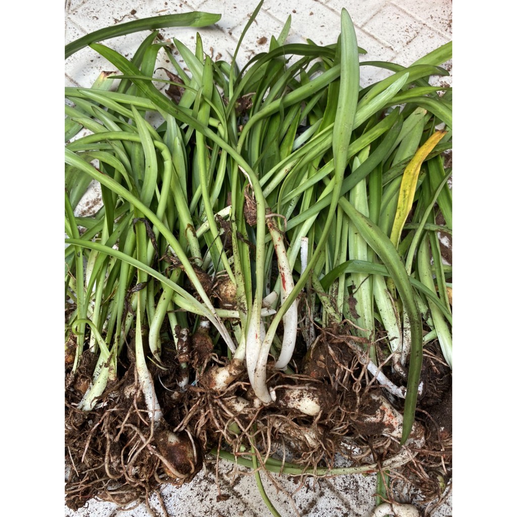 CỦ LAN HUỆ CAM DẠI CỰC KUTE  - 1 CỦ