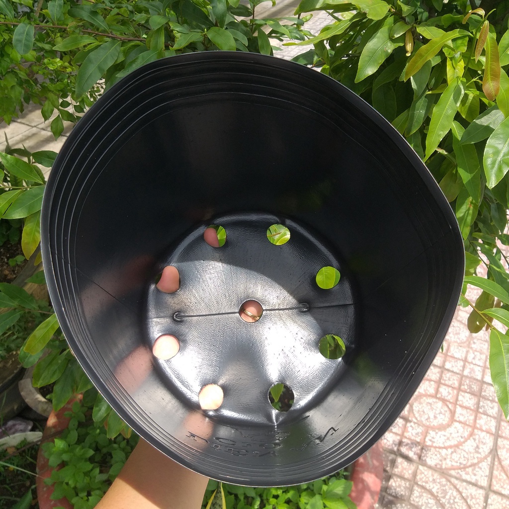 Chậu nhựa C10 đen trồng cây, trồng rau, chậu trồng hoa Vạn Thọ TẾT