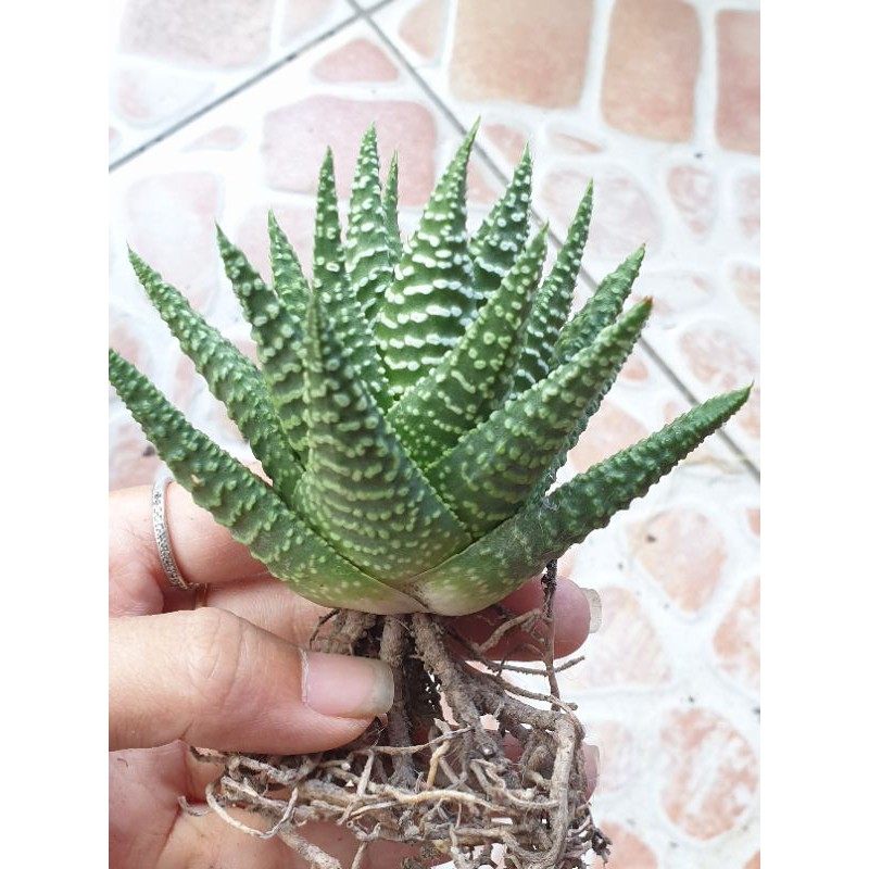 Haworthia móng rồng mới