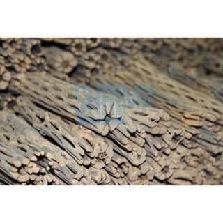 LŨA CHOLLA WOOD (SIZE NHỎ)