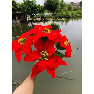 Cây hoa trạng nguyên -5 bông