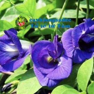 caykiengsadec-cây hoa đậu biếc+tặng  phân bón - hoa kiểng lá - trang trí nội thất cảnh quan sân vườn ngoài trời