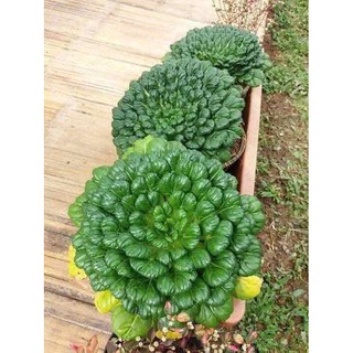 Hạt giống cải hoa hồng - gói 2 gram