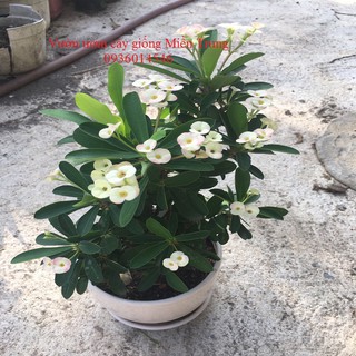 cây hoa xương rồng bát tiên, cây phong thủy, cây hoa 4 mùa - (kèm chậu nhựa)