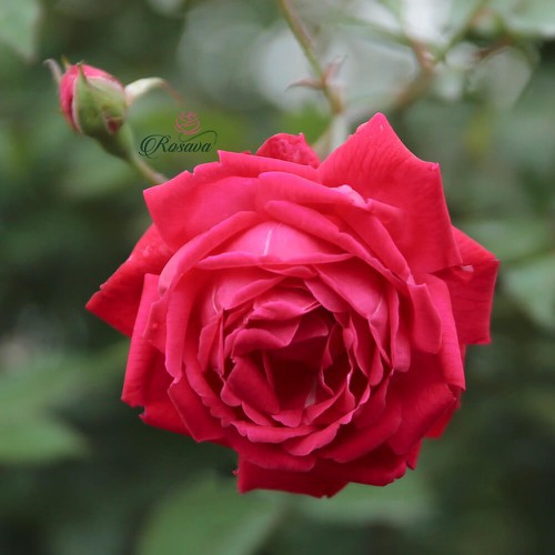 cây giống hoa hồng leo pháp sai bông đủ màu
