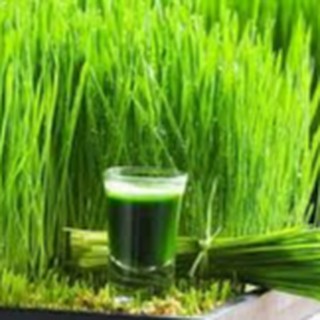 HẠT GIỐNG CỎ LÚA MÌ (MẦM LÚA MẠCH)