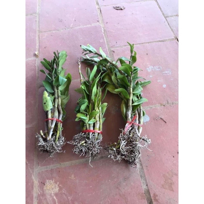 Hoa Lan đuôi Công đột biến Sỉ 25k
