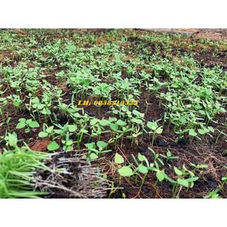 Hạt giống cây sương sâm lông gói 30 hạt