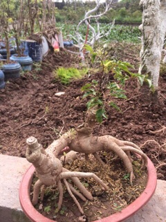 Combo 2 Cây Đinh Lăng Bonsai