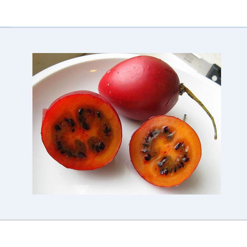 Hạt giống cà chua thân gỗ tamarillo_TẶNG viên 5 nén ươm hạt giống -HG