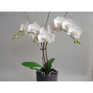 DỤNG CỤ NGUYÊN LIỆU LÀM HOA LAN HỒ ĐIỆP VÀ HOA HỒNG ĐẤT SÉT BẤT TỬ TRỌN BỘ