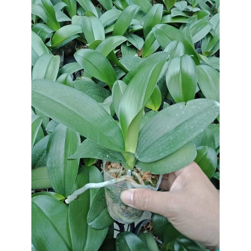 Lan Hồ Điệp đại chưa ngồng